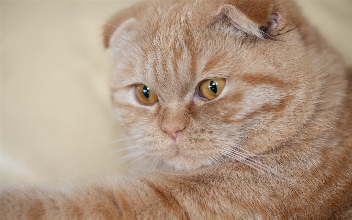 かわいいペット、スコティッシュフォールド猫のHDの壁紙 #36 - 1440x900