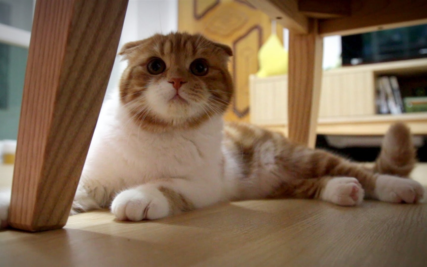 Tierisch, Scottish Fold Katze HD Wallpaper #40 - 1440x900