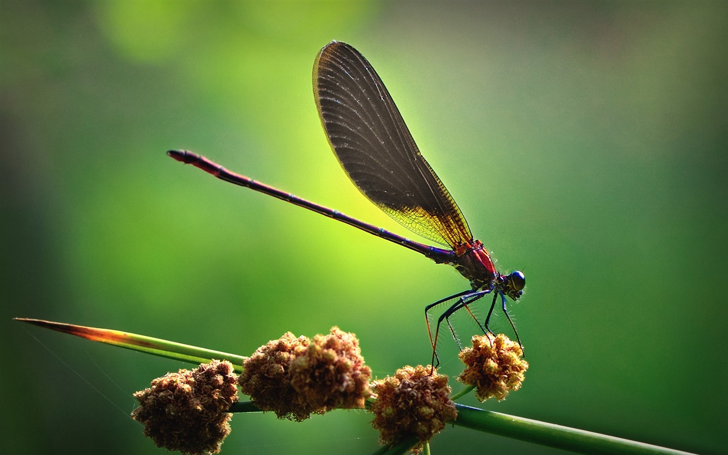 Insectos primer plano, fondos de pantalla de alta definición de la libélula #3 - 1440x900