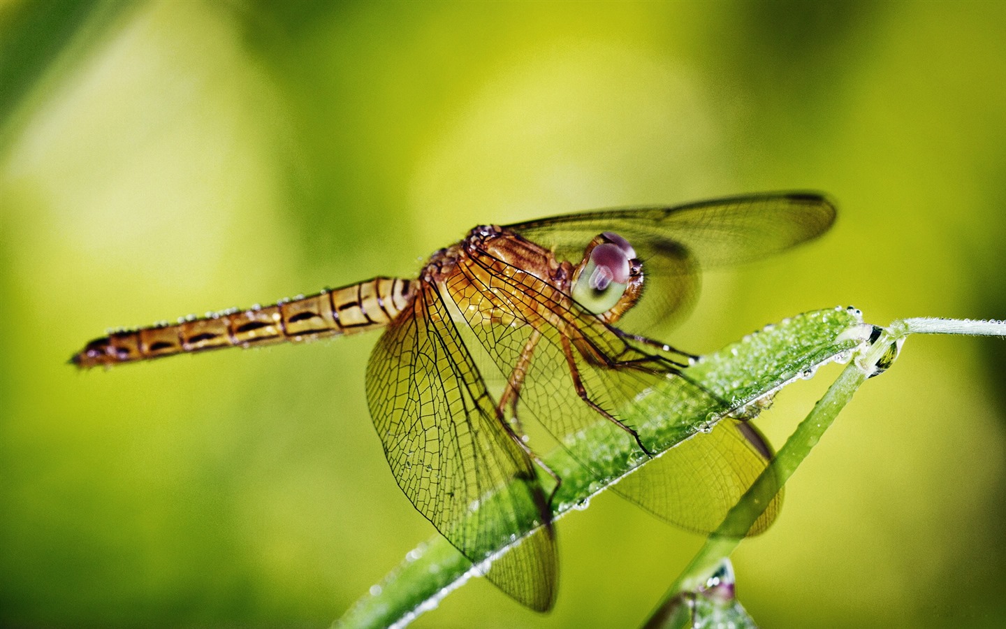 Insecte close-up, fonds d'écran HD libellule #33 - 1440x900