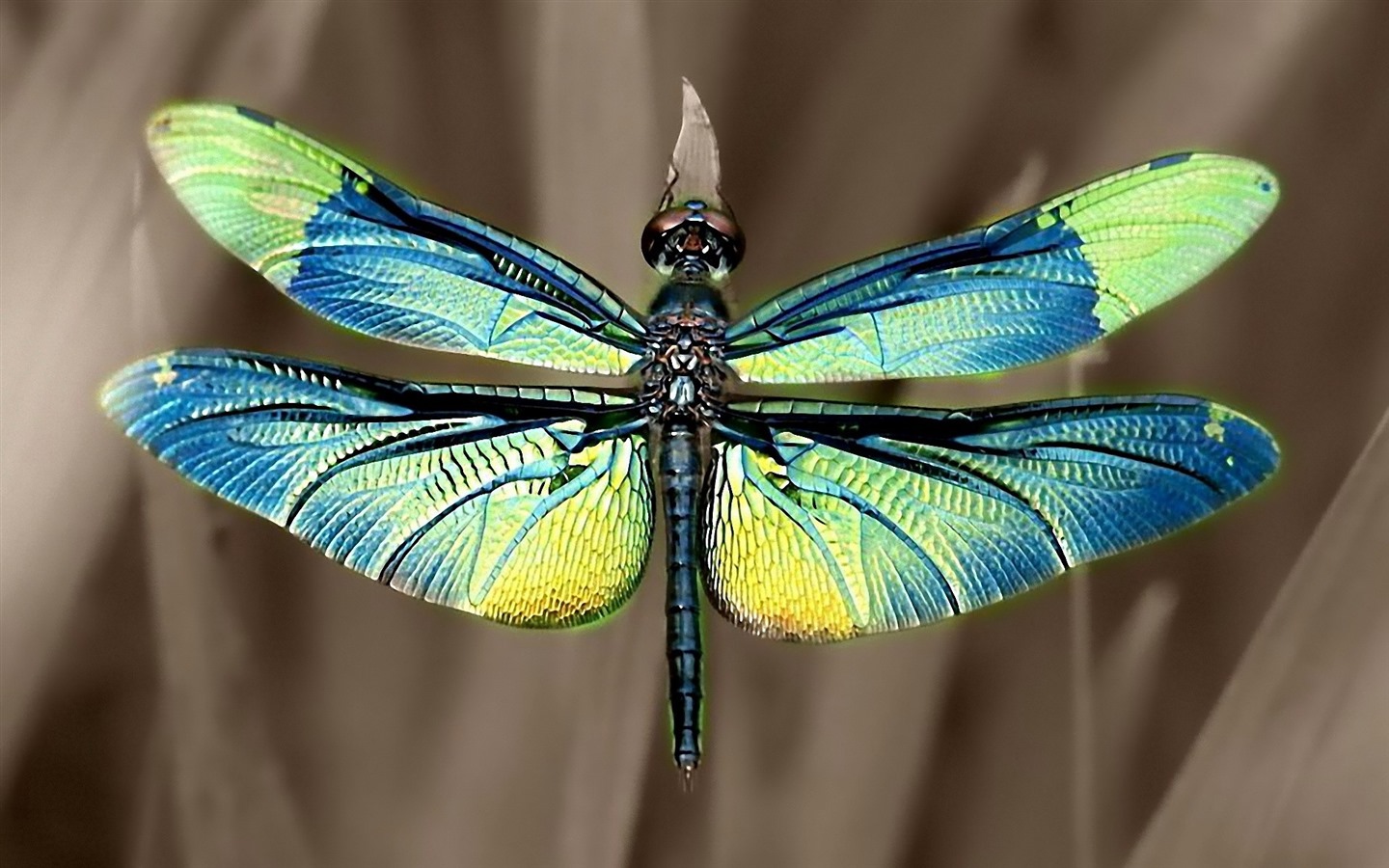 Insectos primer plano, fondos de pantalla de alta definición de la libélula #35 - 1440x900