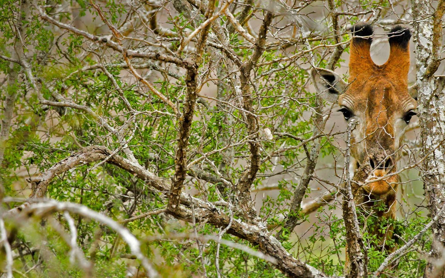 De junio de 2016 fondos de pantalla HD tema de Bing (1) #24 - 1440x900