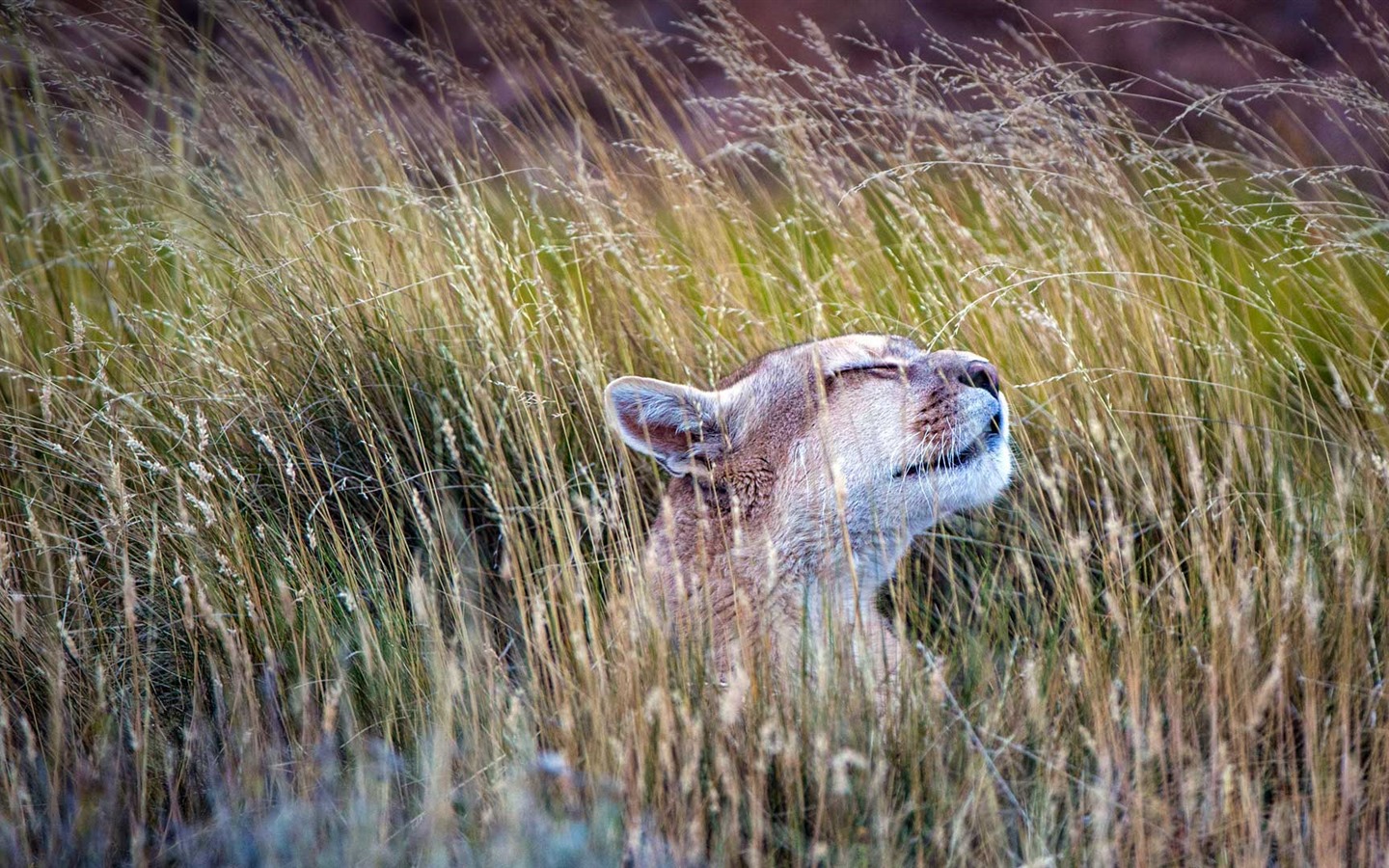 De julio de 2016 fondos de pantalla HD tema de Bing (1) #24 - 1440x900