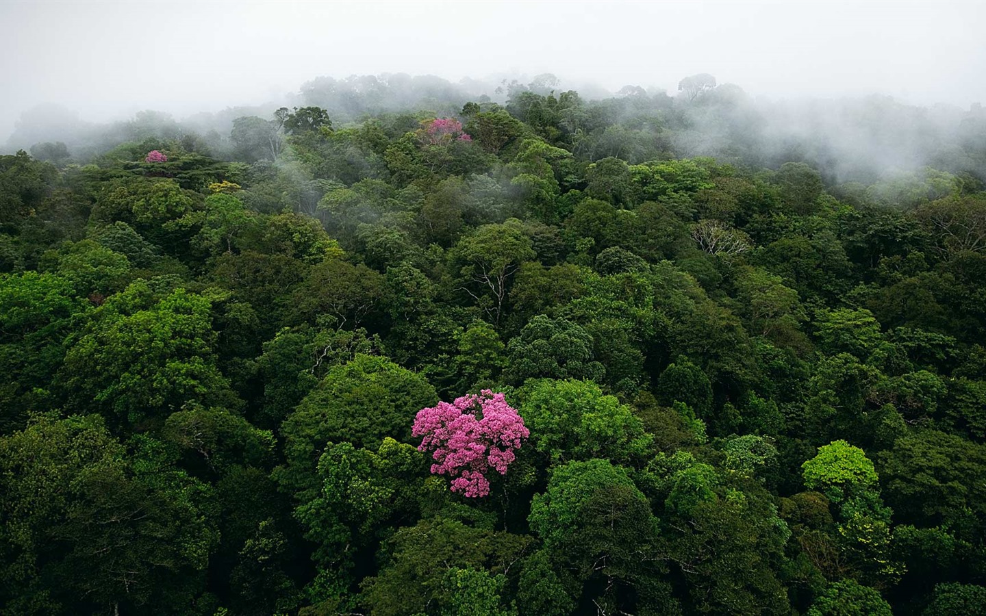 Août 2016 fonds d'écran Bing thème HD (1) #6 - 1440x900