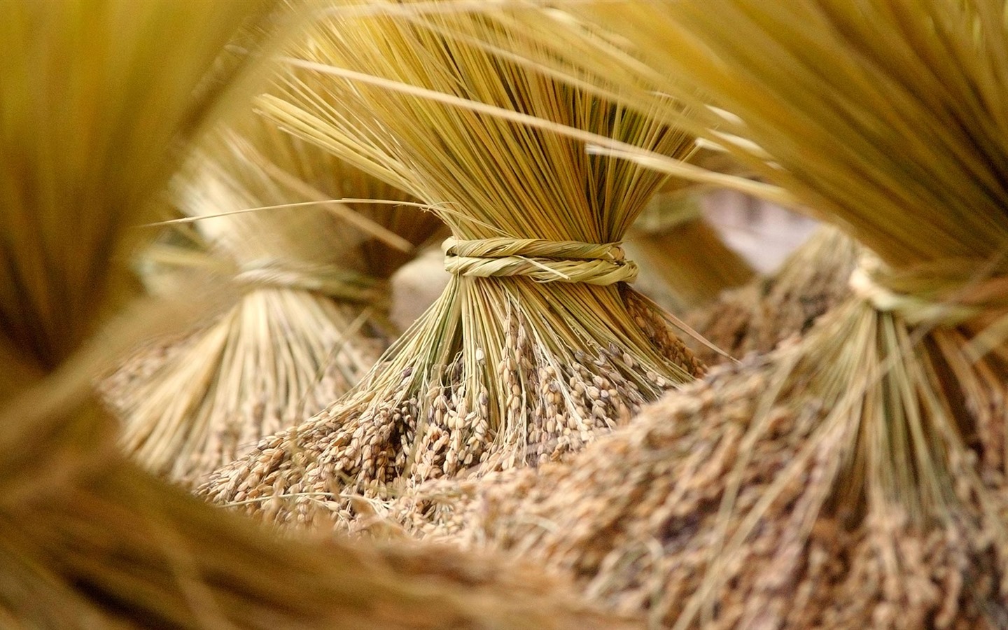 Septembre 2016 Bing thème Fonds d'écran HD (2) #6 - 1440x900