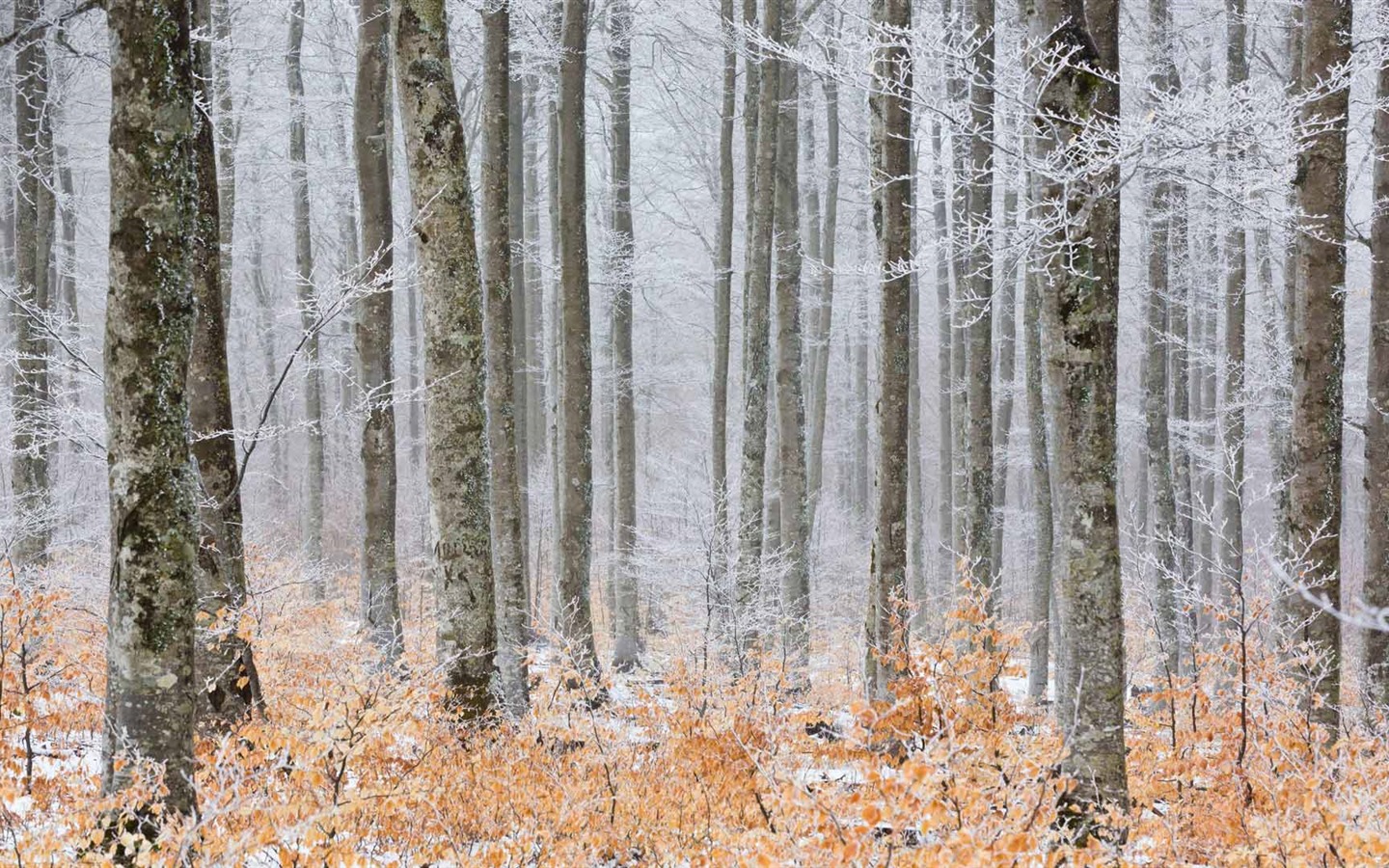 Février 2017 Thème Bing de fonds d'écran haute définition (1) #4 - 1440x900