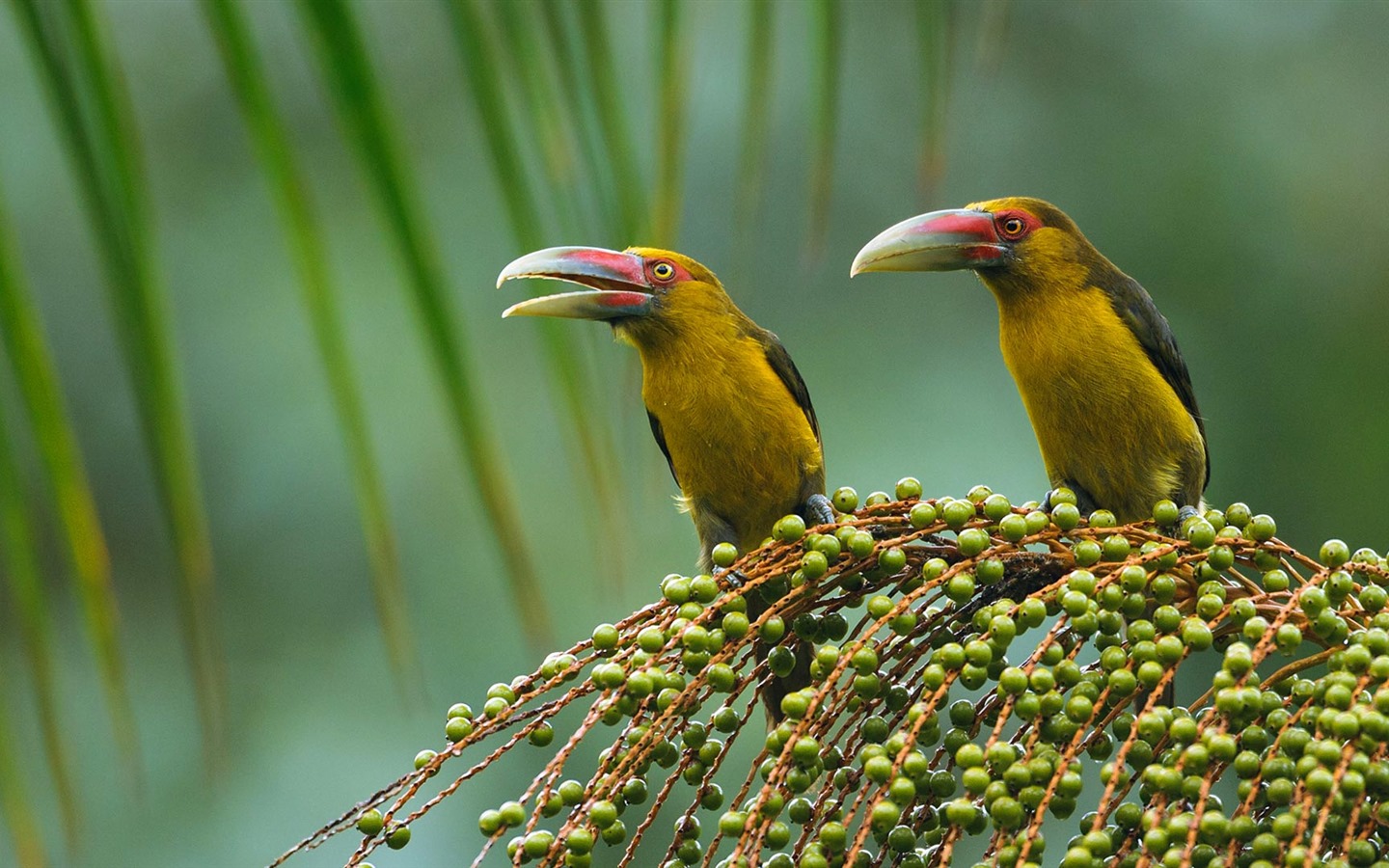 Febrero 2017 Bing tema de alta definición fondos de pantalla (1) #28 - 1440x900