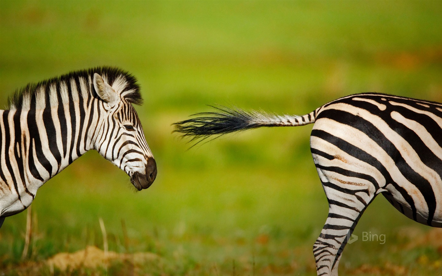 Mai 2017 Bing Thema der hochauflösenden Hintergrundbild #22 - 1440x900