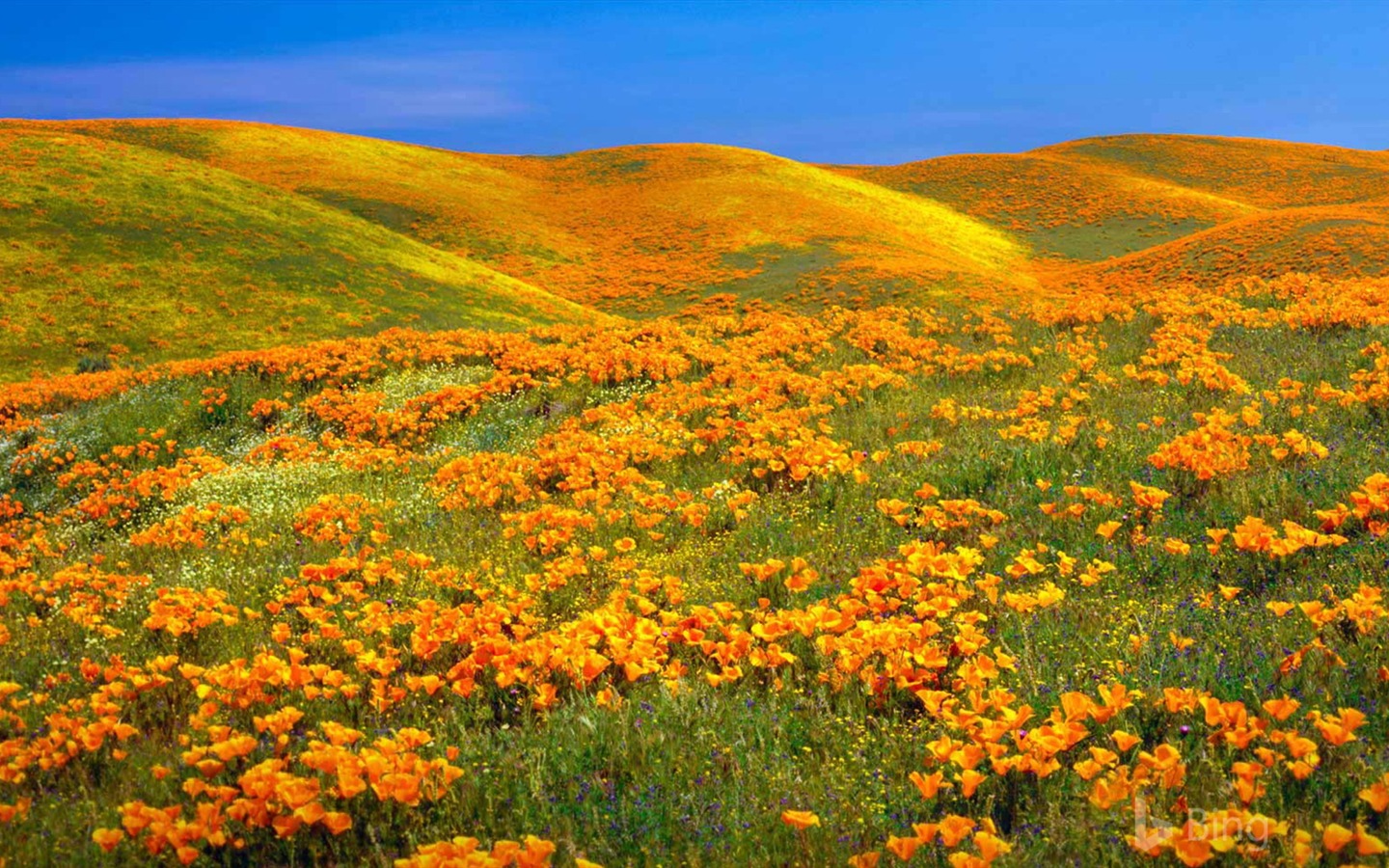 Julio de 2017 tema de Bing de fondo de pantalla de alta definición #21 - 1440x900