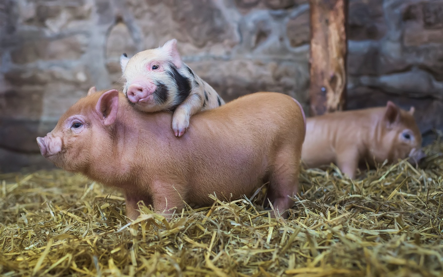 Свинья год о свиньи HD обои #11 - 1440x900