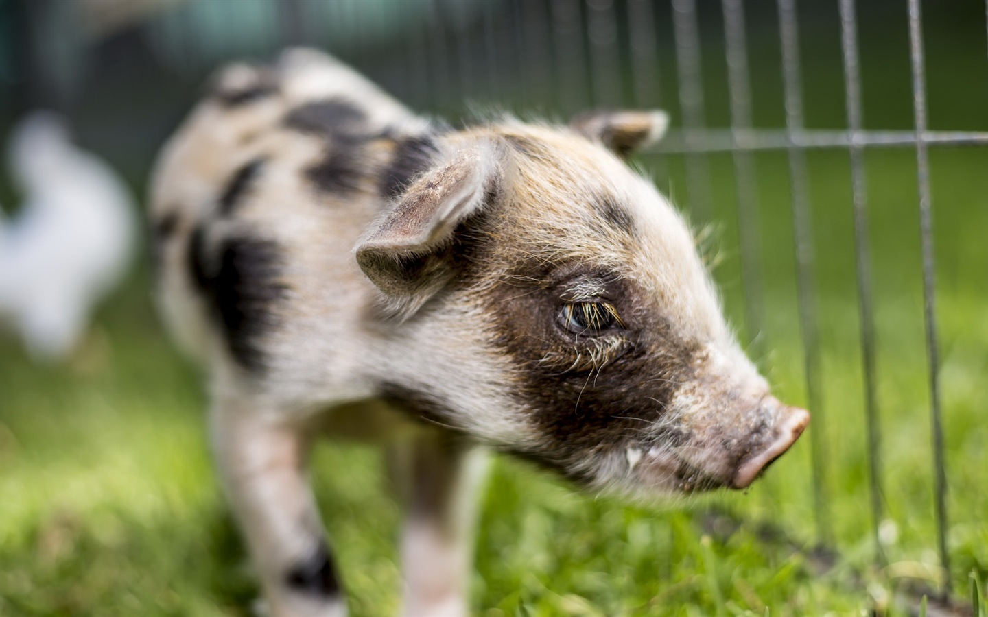 Schweinejahr über Schweine HD-Tapeten #13 - 1440x900