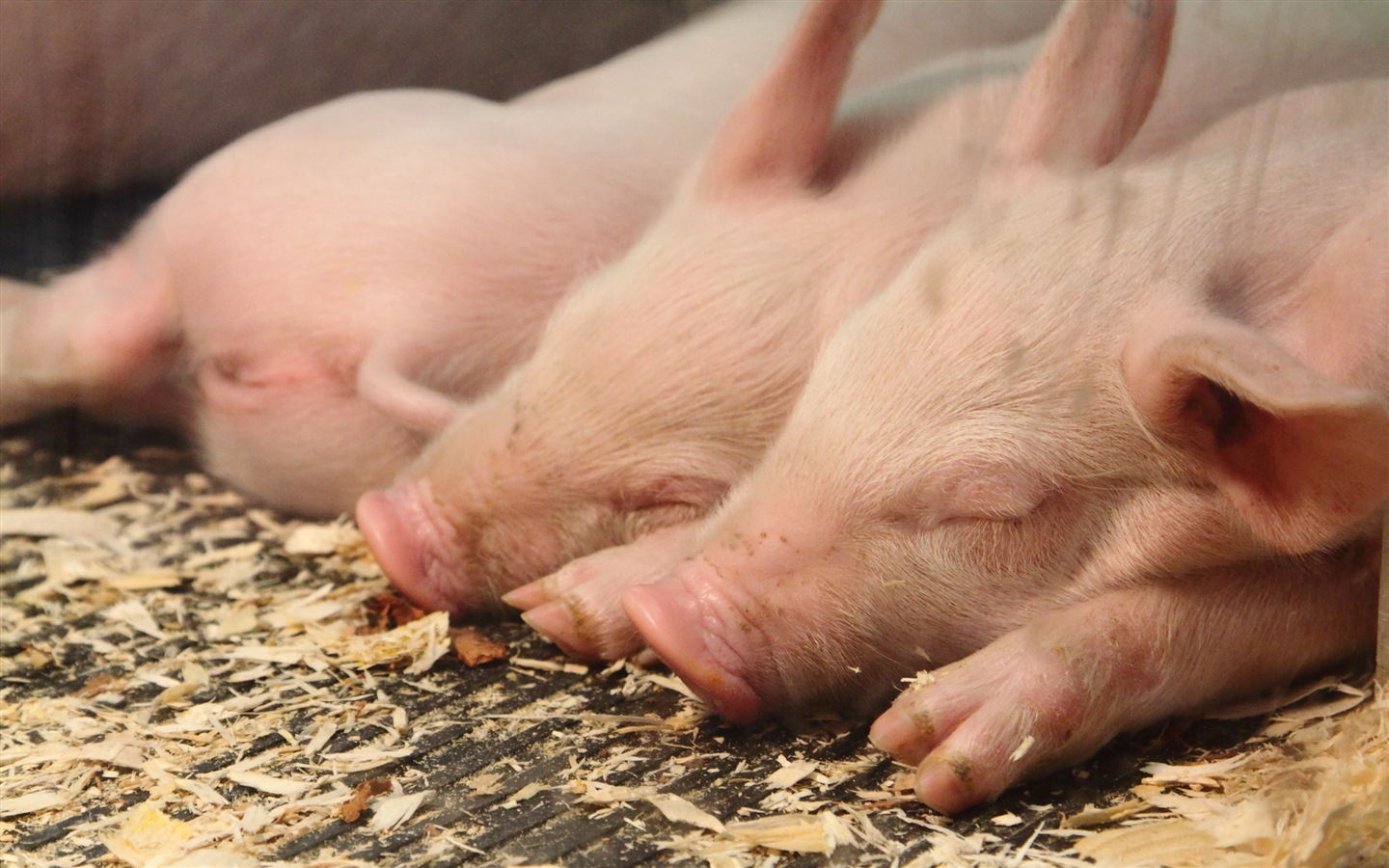 Свинья год о свиньи HD обои #15 - 1440x900