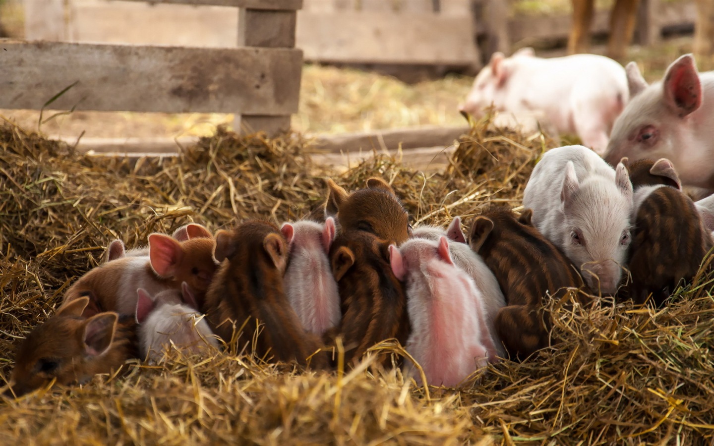 Pig Year about Pigs fondos de pantalla HD #17 - 1440x900