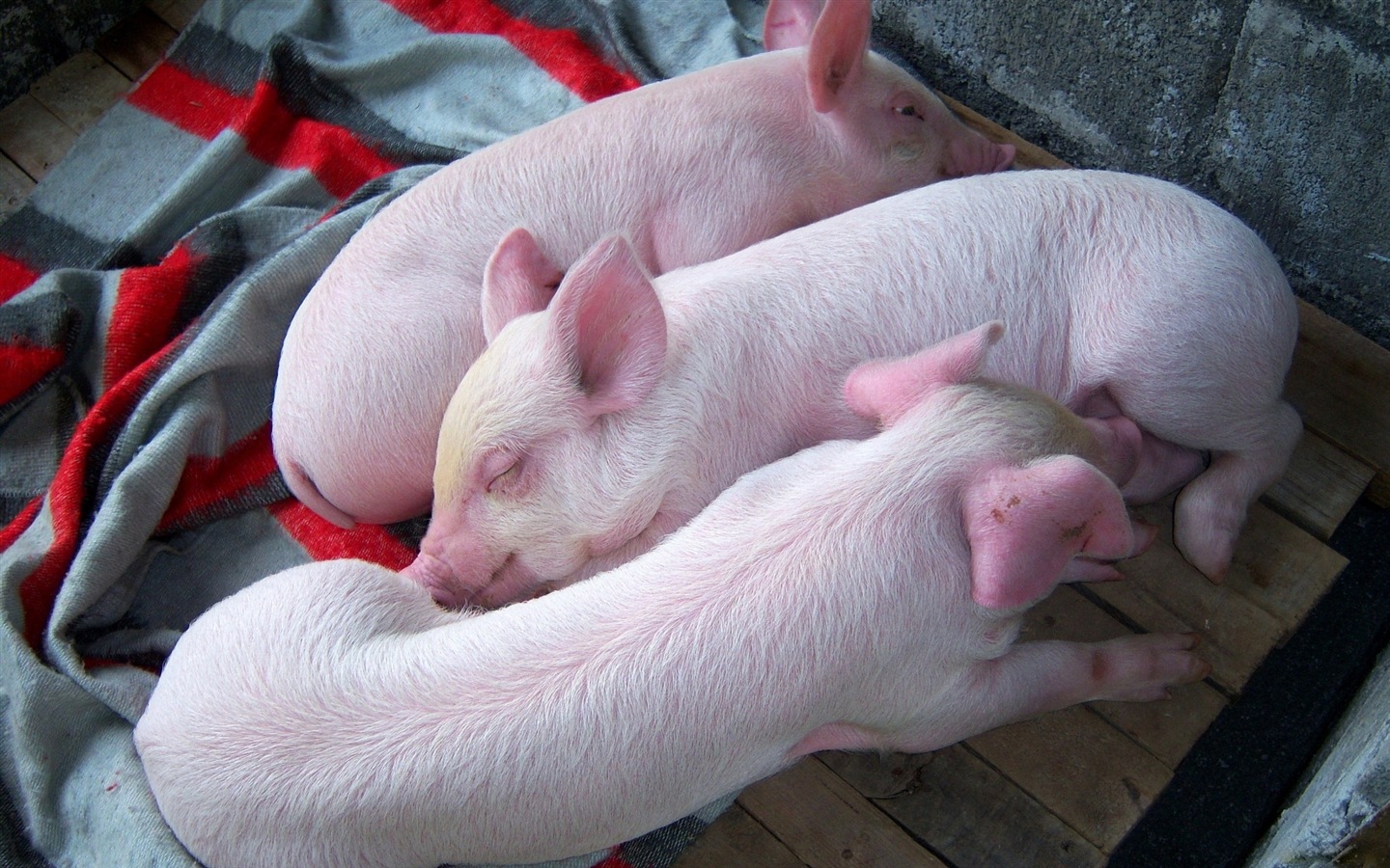 Свинья год о свиньи HD обои #18 - 1440x900