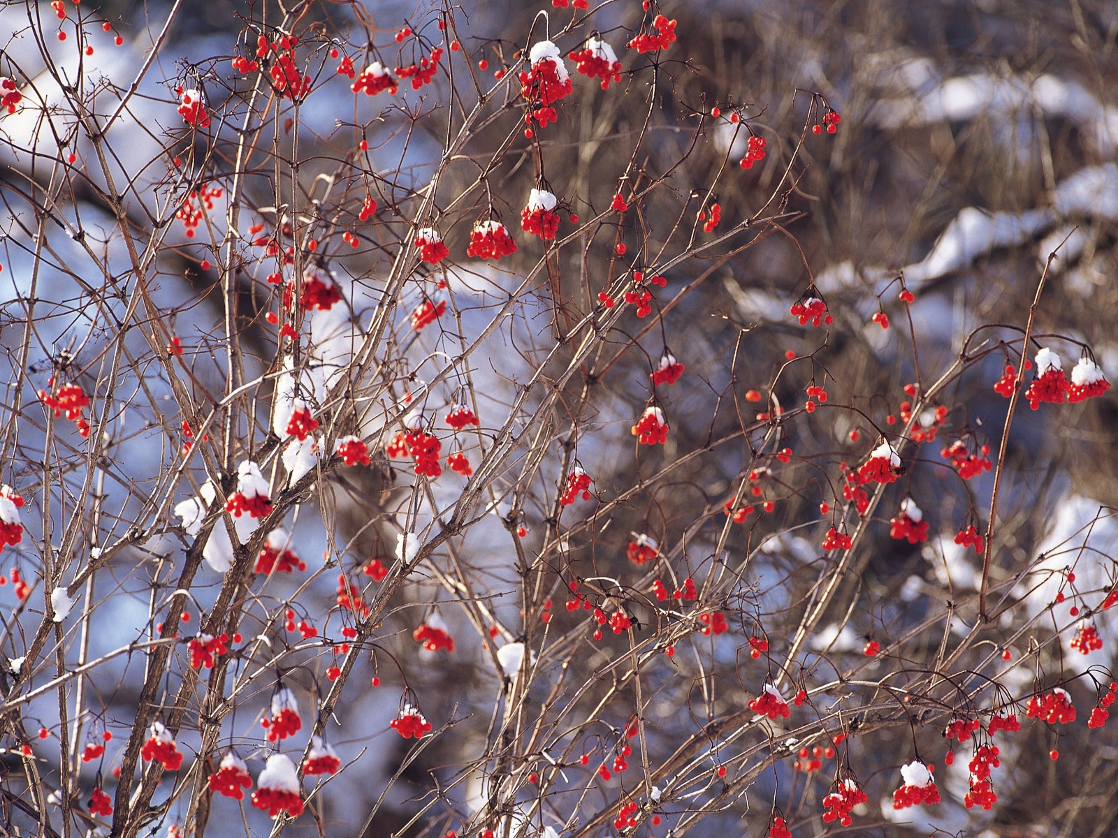 Snow forest wallpaper (1) #11 - 1600x1200