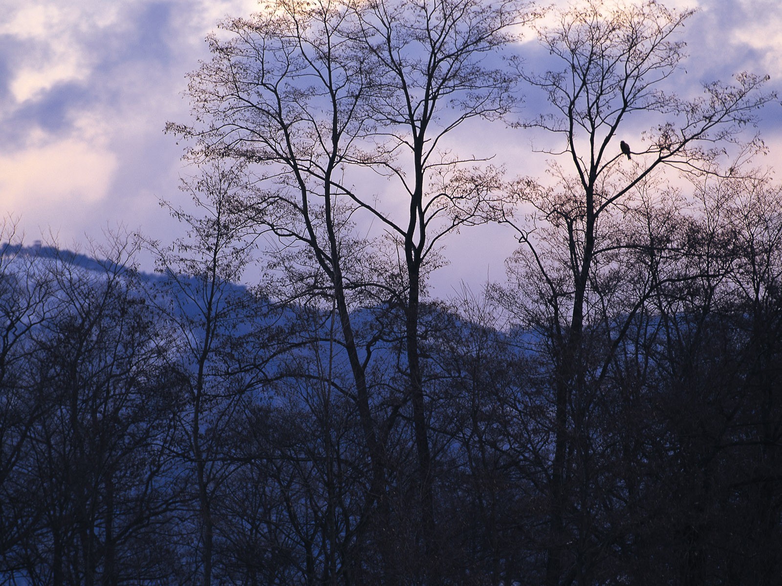 Snow forest wallpaper (2) #1 - 1600x1200