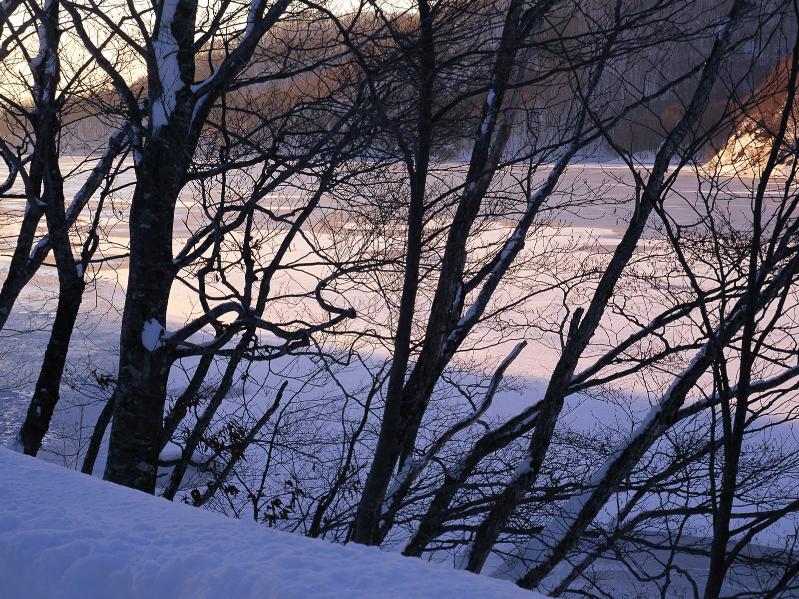 雪の林の壁紙(2) #2 - 1600x1200