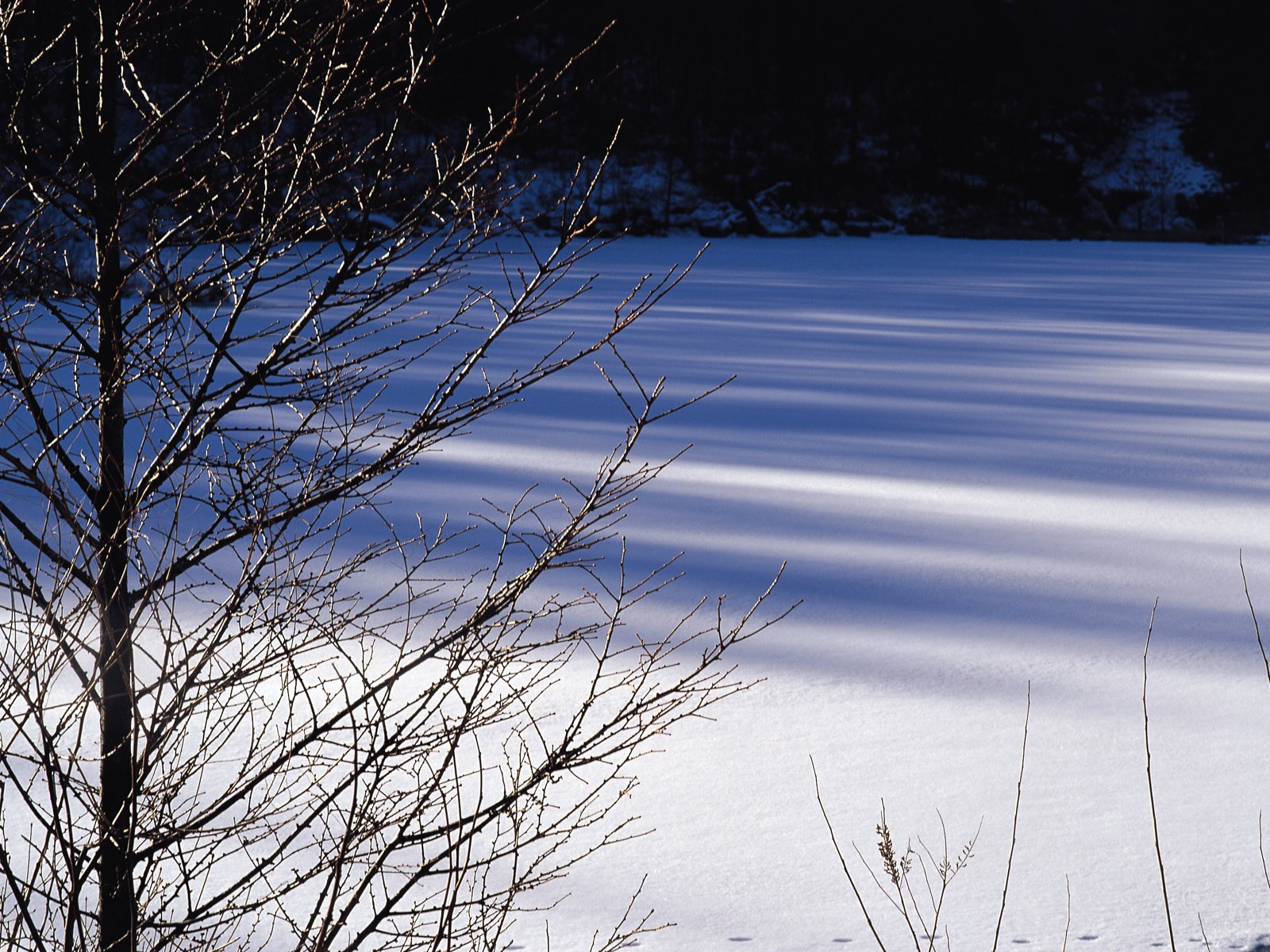 雪の林の壁紙(2) #4 - 1600x1200