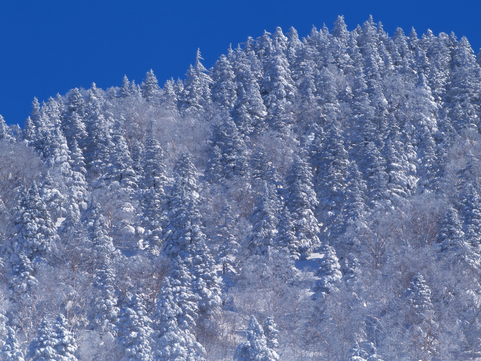 雪の林の壁紙(2) #6 - 1600x1200