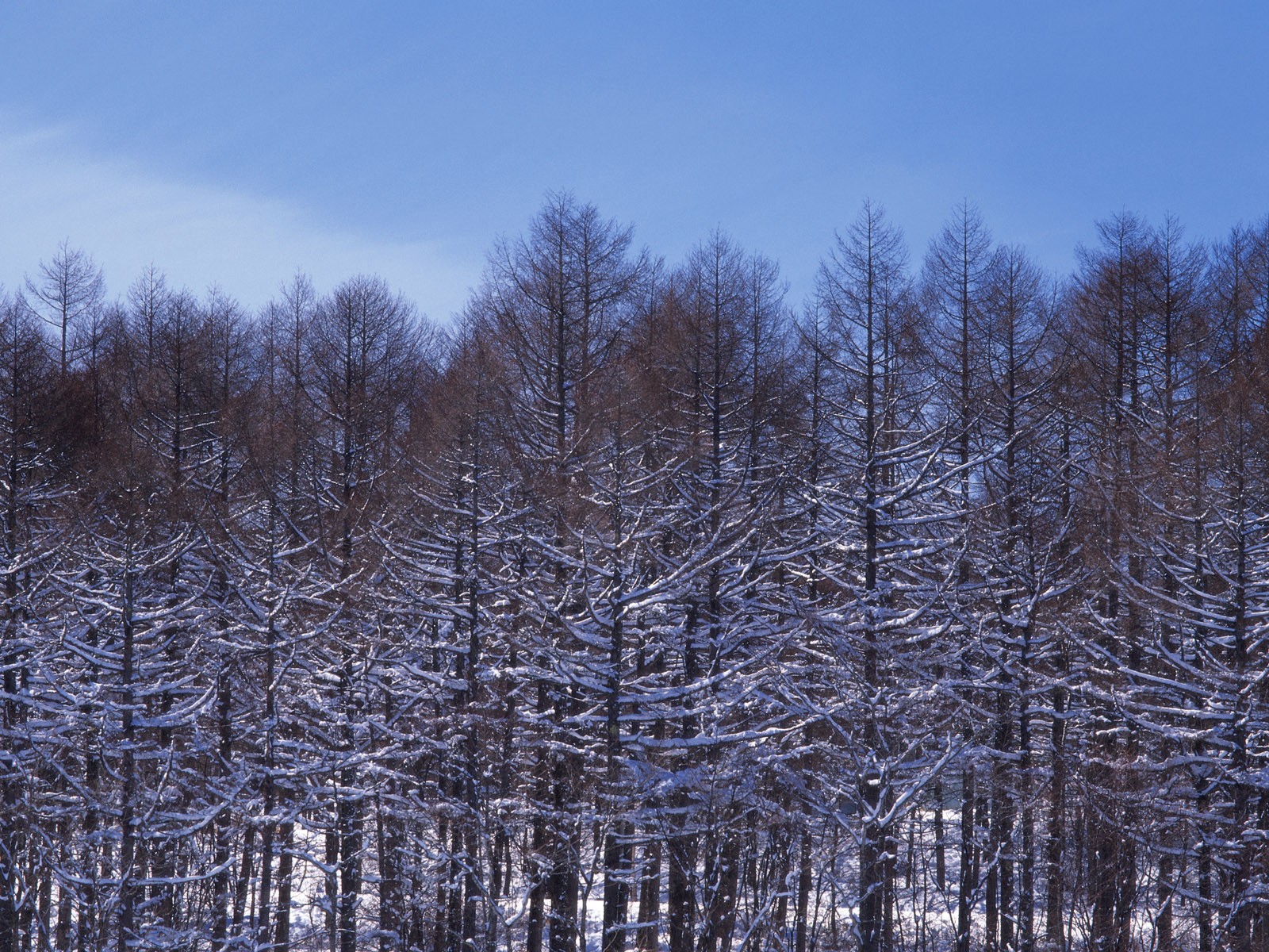 雪の林の壁紙(2) #17 - 1600x1200