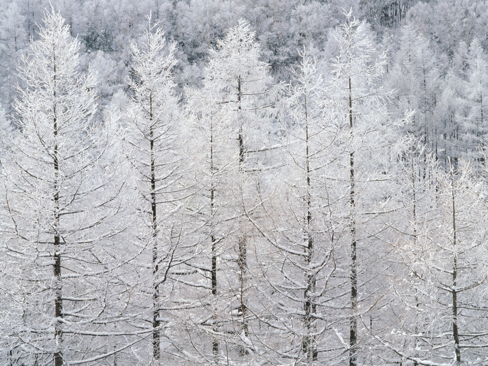 雪の林の壁紙(2) #19 - 1600x1200
