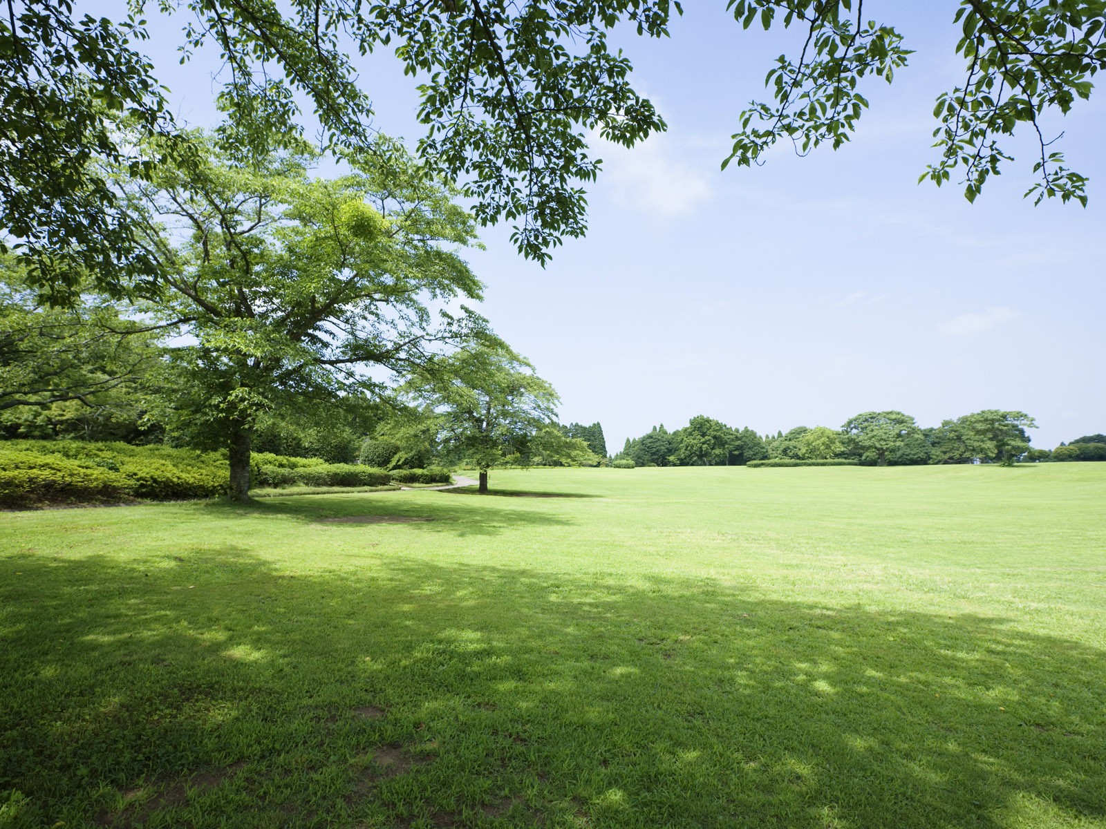 Green Grass wallpaper (1) #3 - 1600x1200