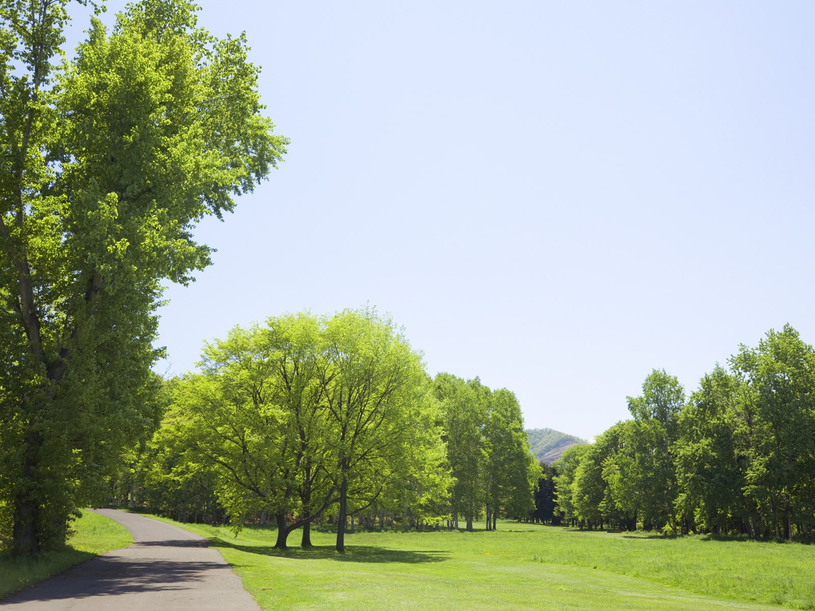 Green Grass wallpaper (1) #4 - 1600x1200