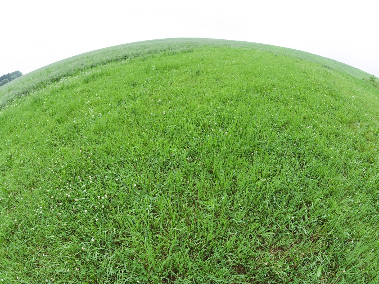 绿色草地(一)11 - 1600x1200