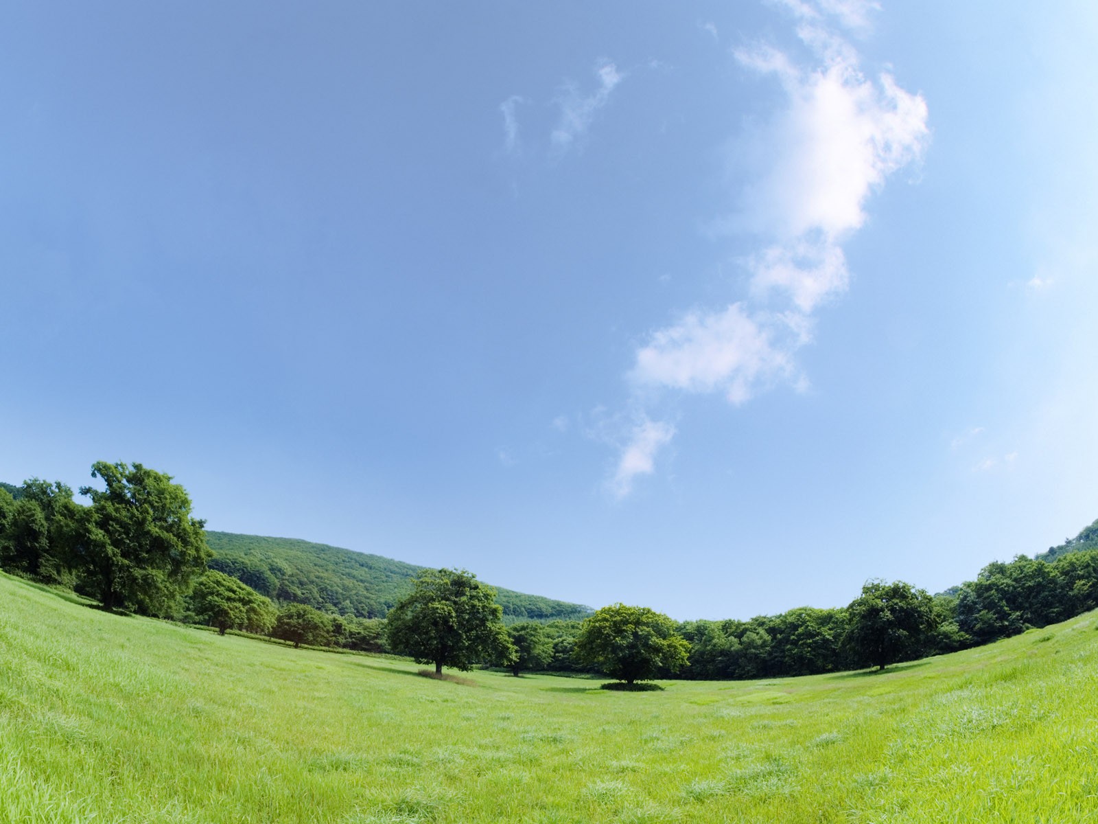 Green Grass wallpaper (1) #15 - 1600x1200