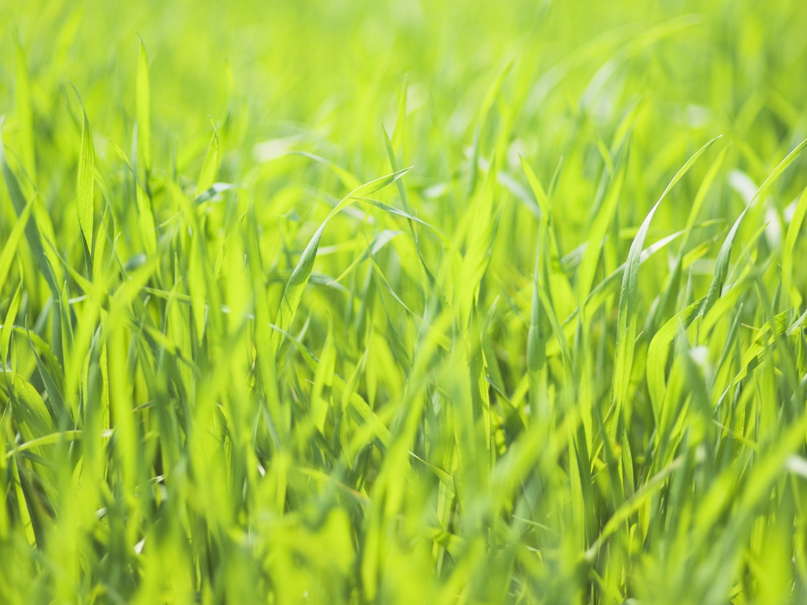 Green Grass wallpaper (2) #3 - 1600x1200