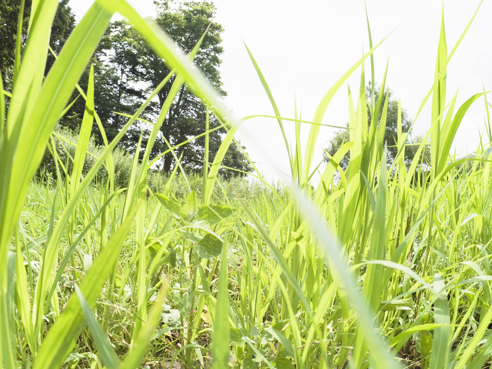 綠色草地(二) #5 - 1600x1200