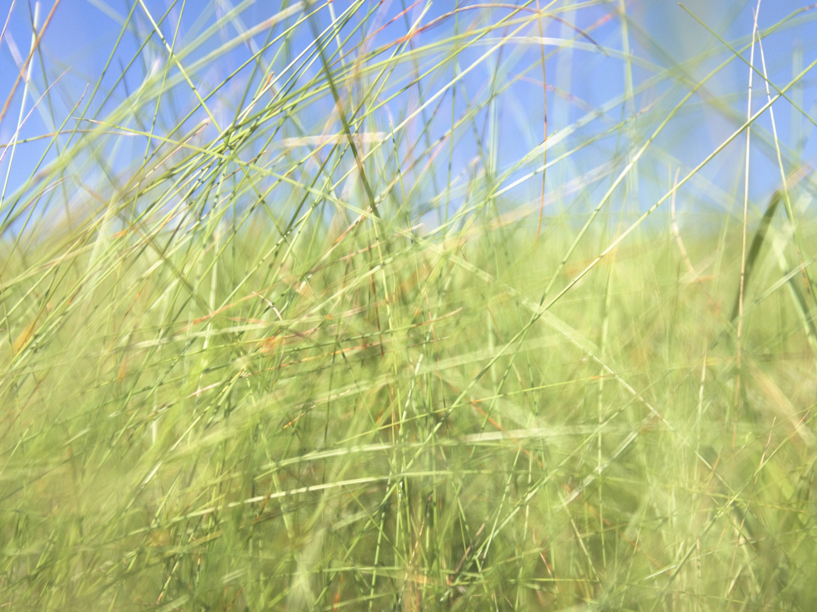 zelená tráva tapetu (2) #12 - 1600x1200
