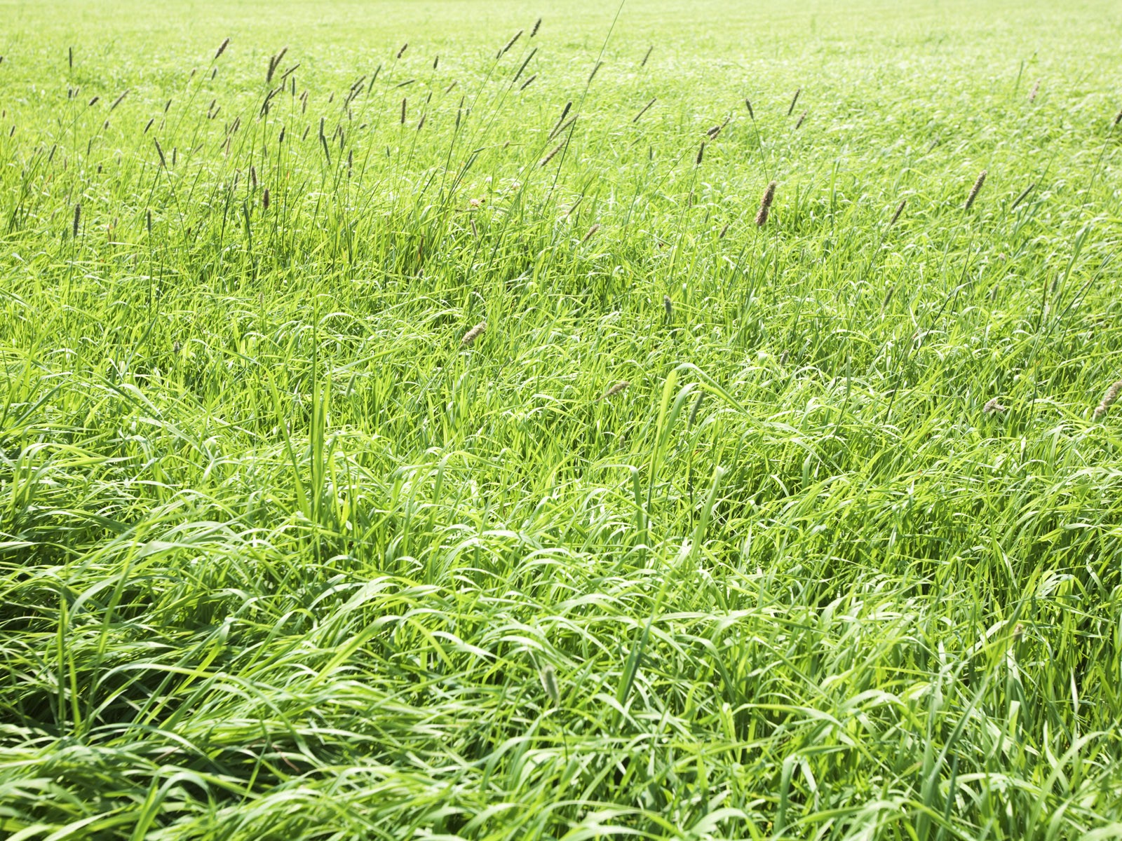 Green Grass Wallpaper (3) #19 - 1600x1200