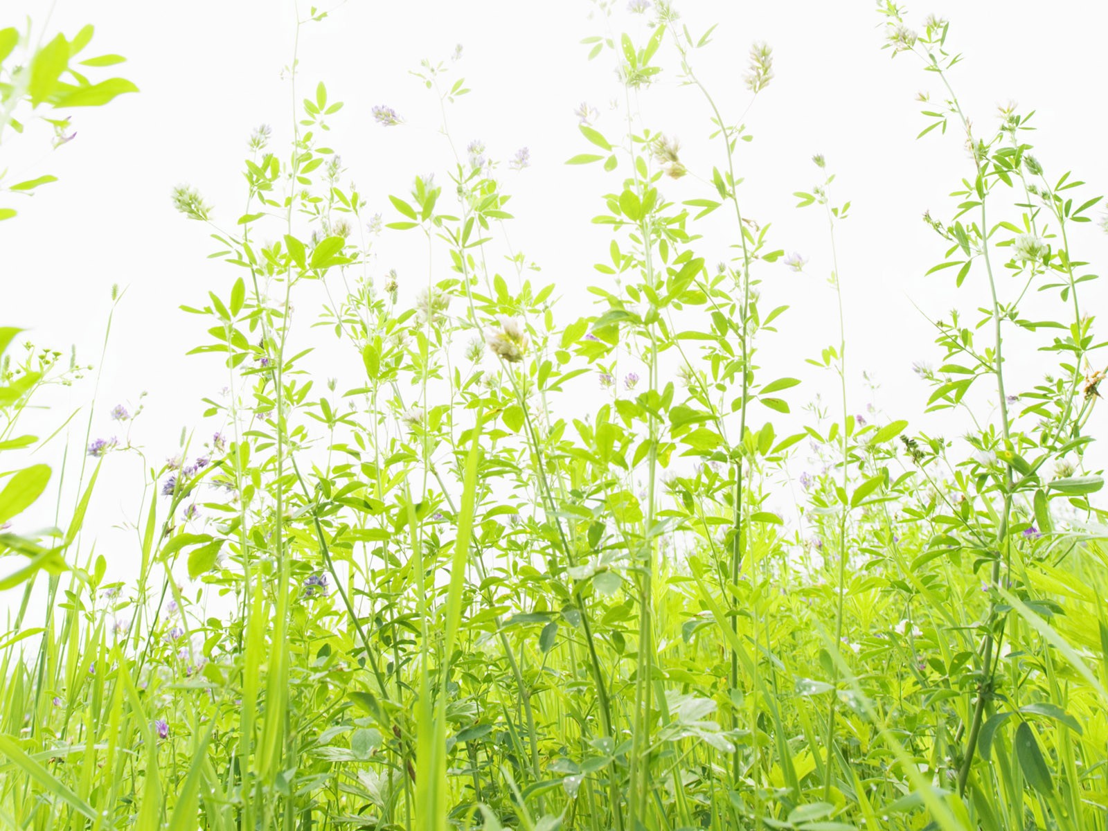 綠色草地(四) #4 - 1600x1200