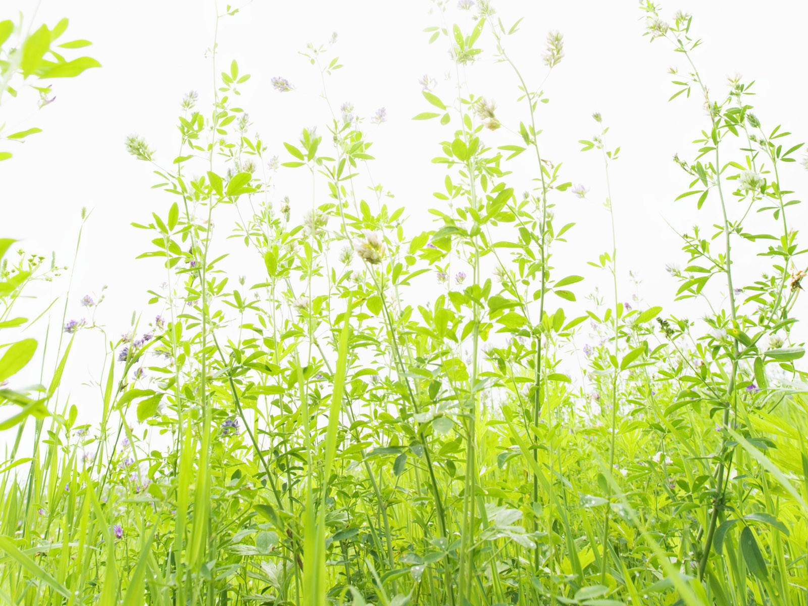 Green Grass wallpaper (4) #4 - 1600x1200