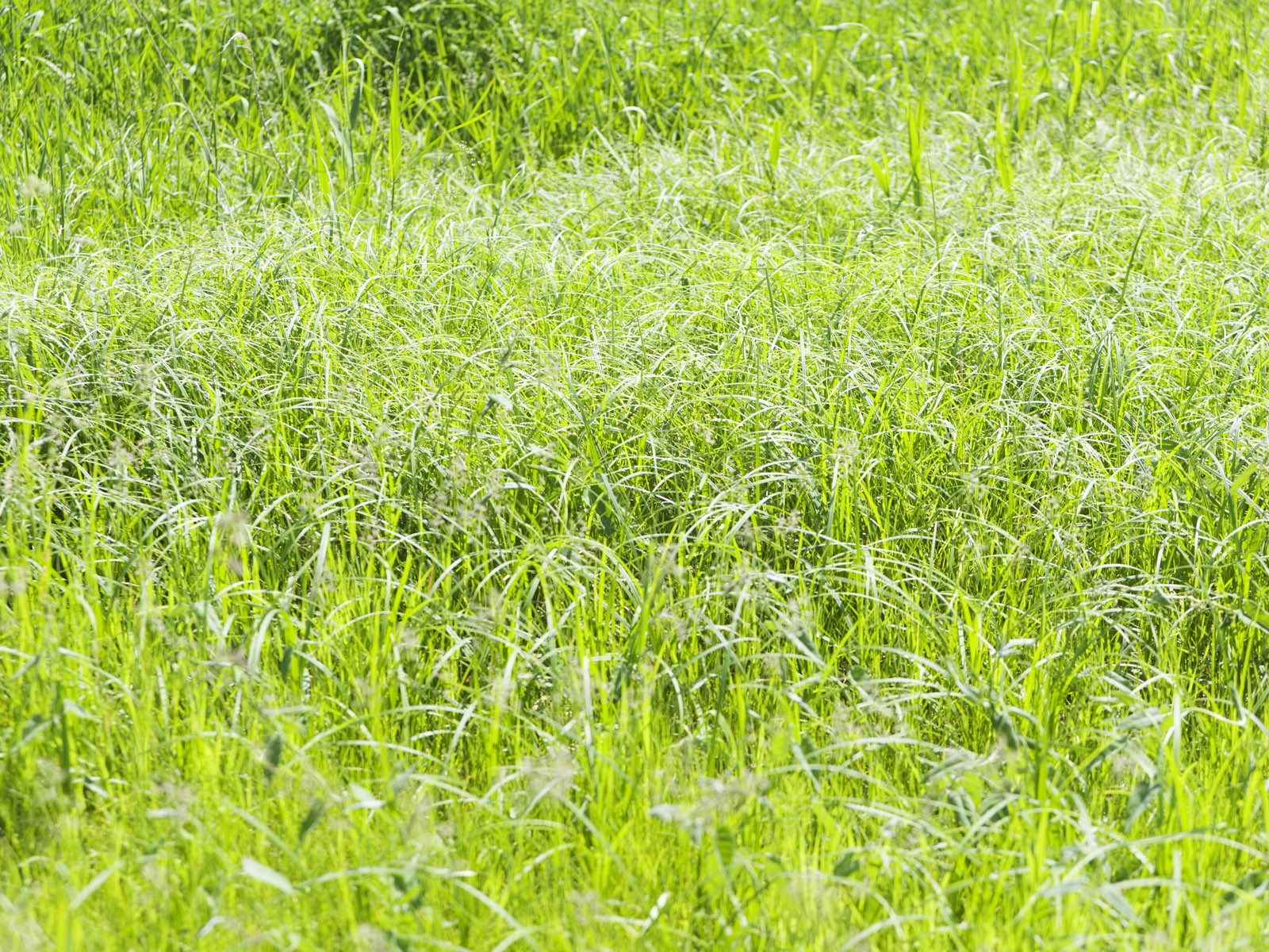 Green Grass wallpaper (4) #7 - 1600x1200