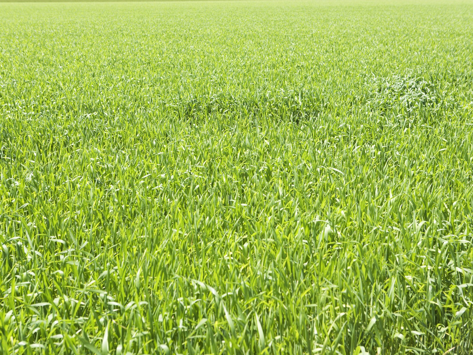 Green Grass wallpaper (4) #8 - 1600x1200