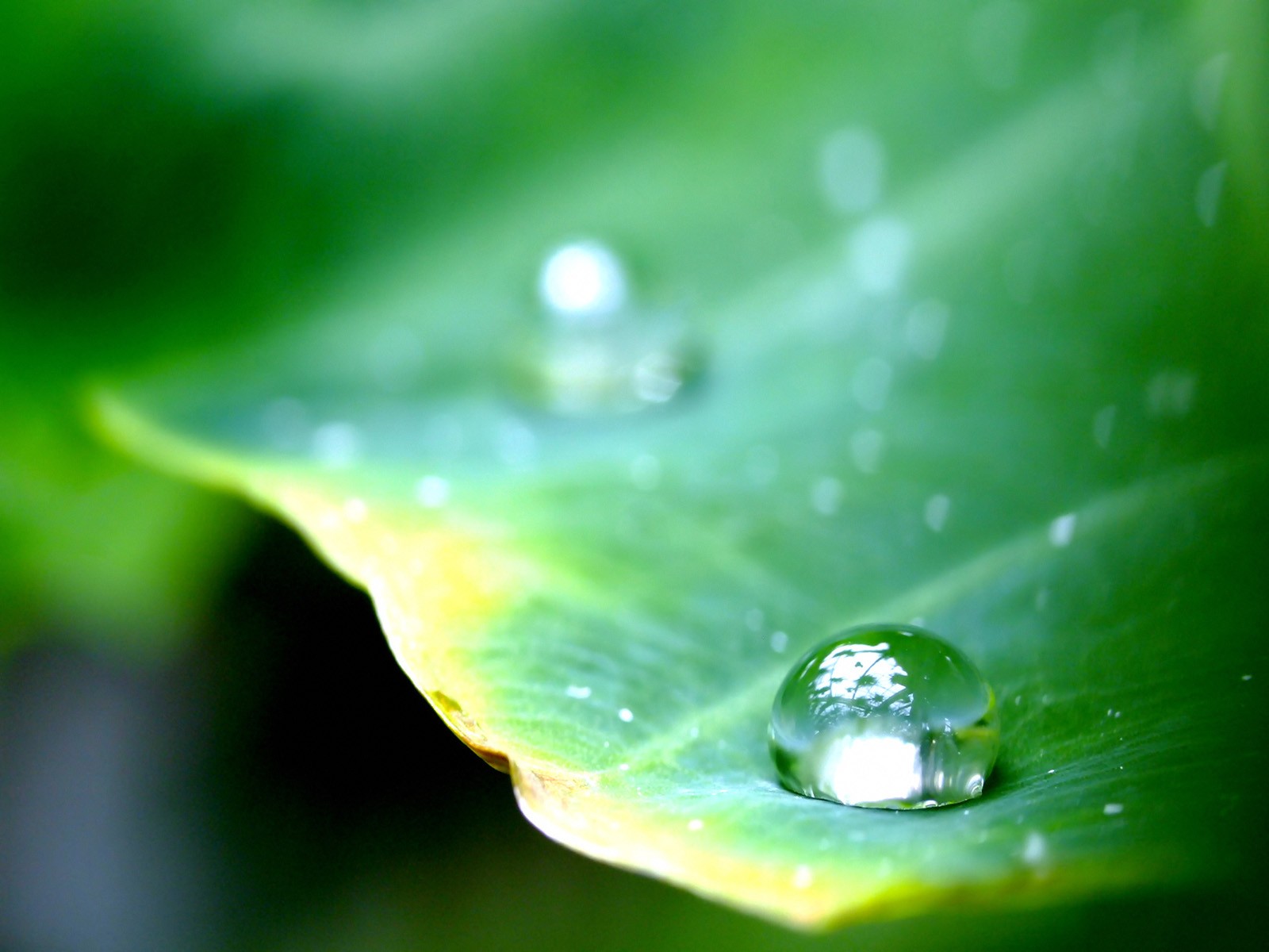 Vista 植物壁紙(一) #4 - 1600x1200