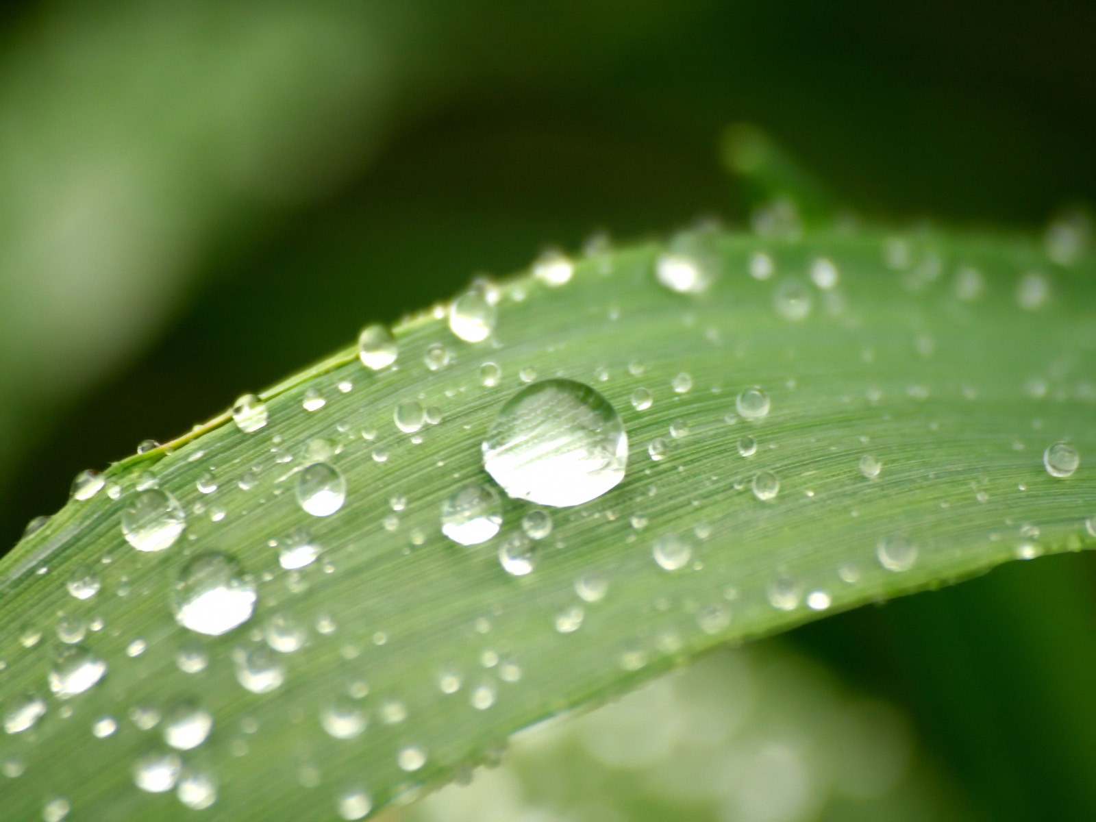 Vista 植物壁紙(二) #3 - 1600x1200
