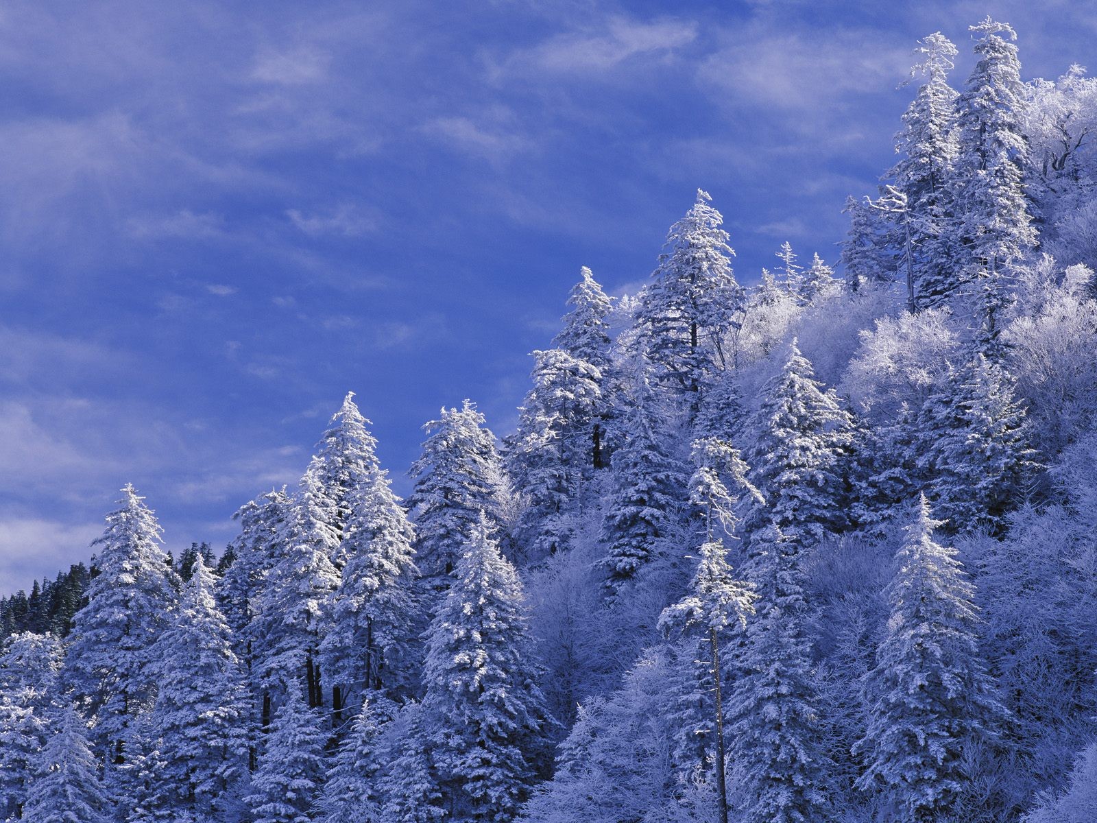 Sníh lesa tapetu (3) #2 - 1600x1200