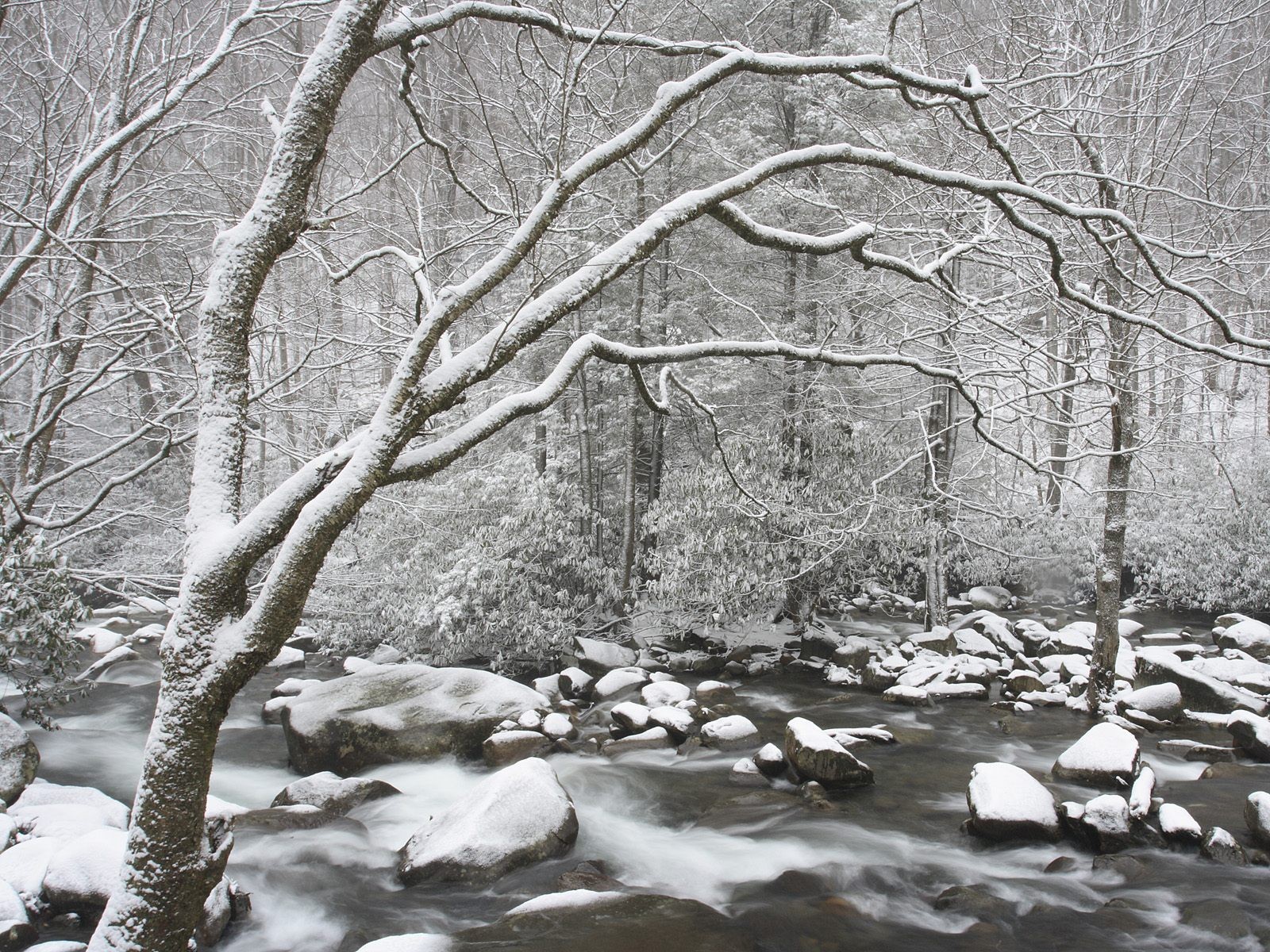 forêt, la neige fond d'écran (3) #12 - 1600x1200