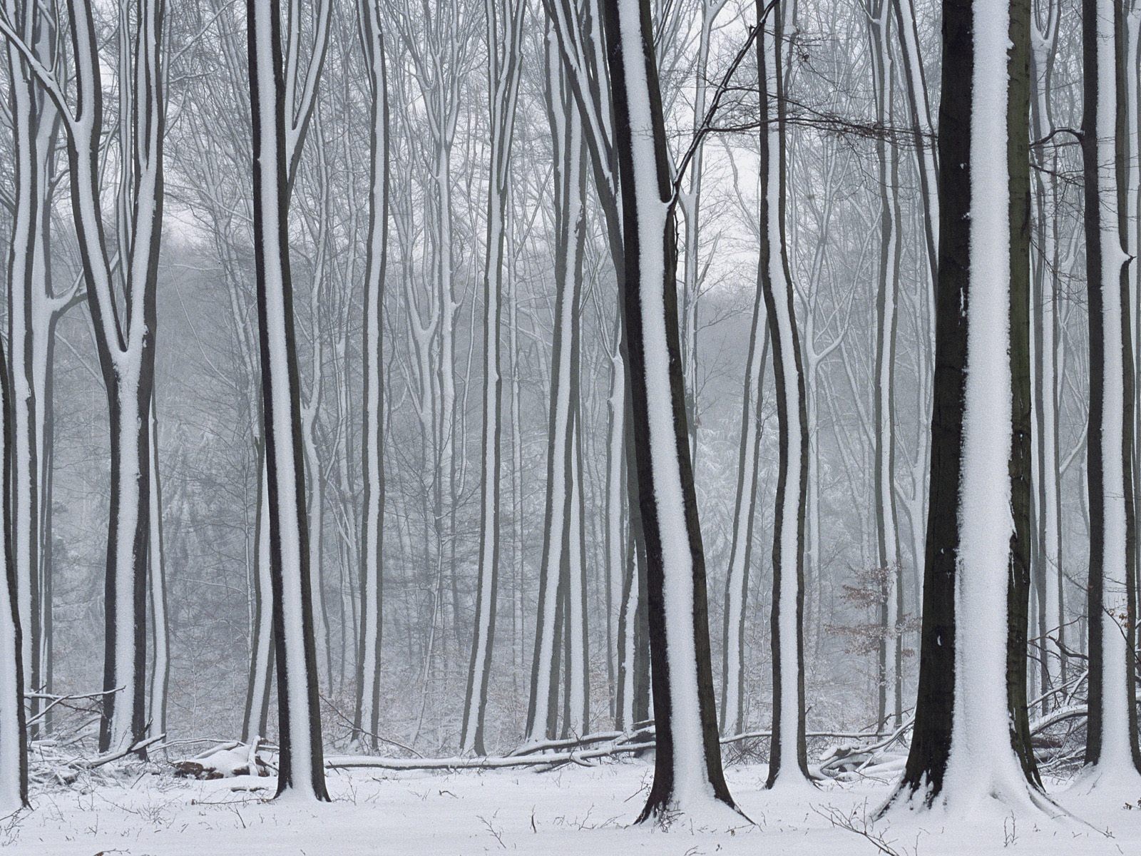 Sníh lesa tapetu (3) #13 - 1600x1200
