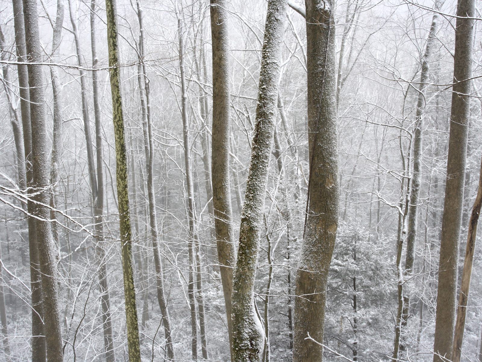 Sníh lesa tapetu (3) #14 - 1600x1200