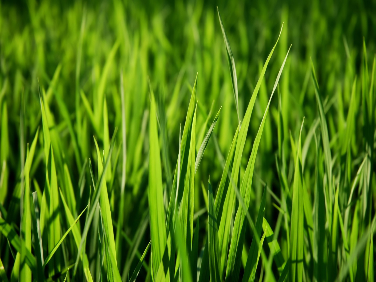 Vista 植物壁紙(三) #3 - 1600x1200