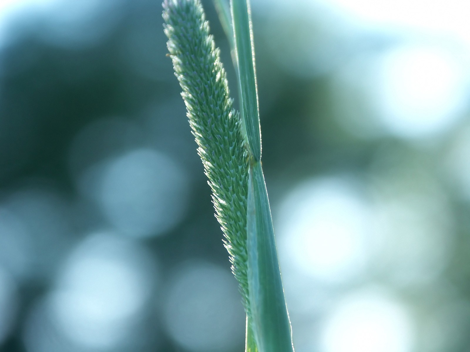 Vista 植物壁紙(三) #4 - 1600x1200