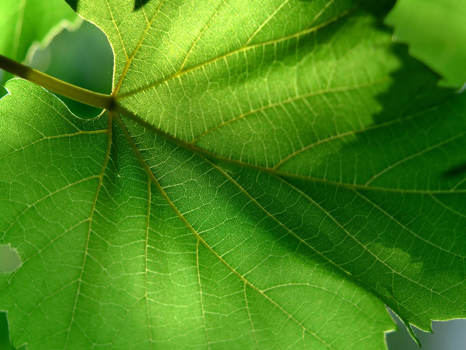  Vistaの植物の壁紙(3) #5 - 1600x1200