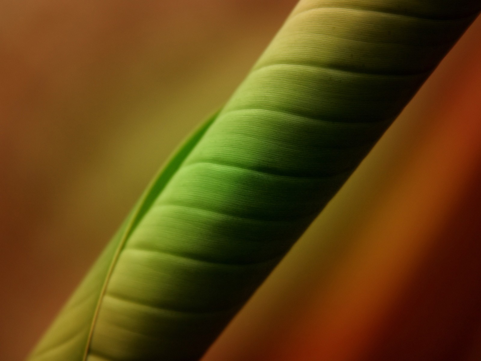Vista 植物壁紙(三) #13 - 1600x1200