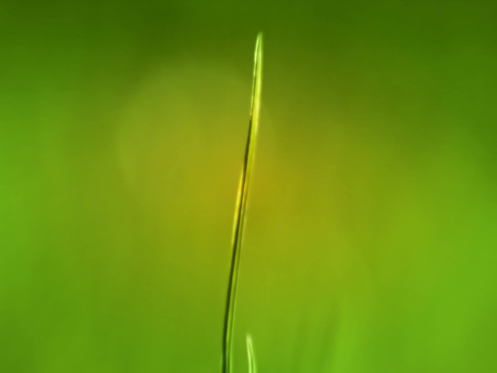 Vista 植物壁紙(三) #15 - 1600x1200