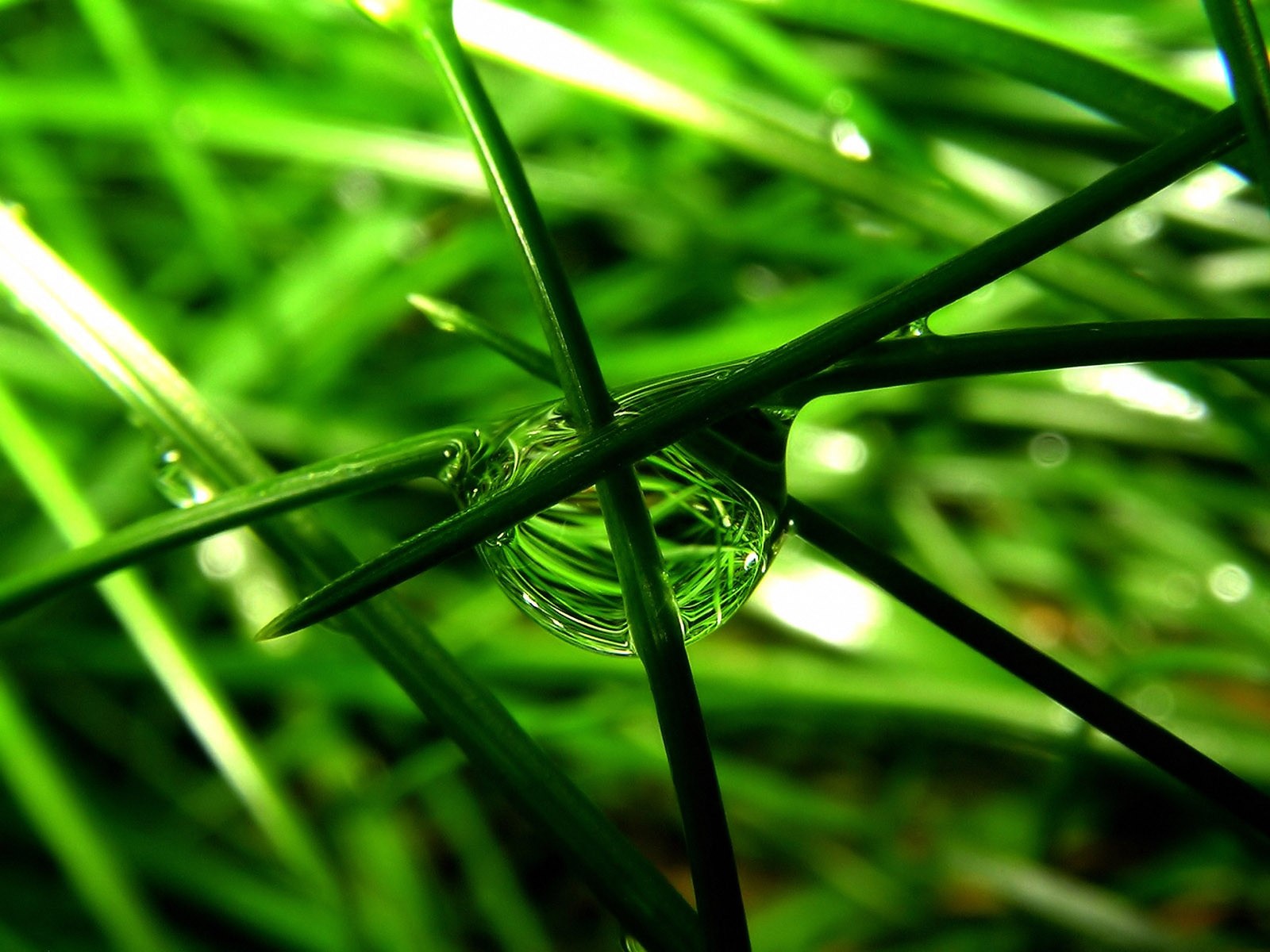Vista 植物壁紙(三) #19 - 1600x1200