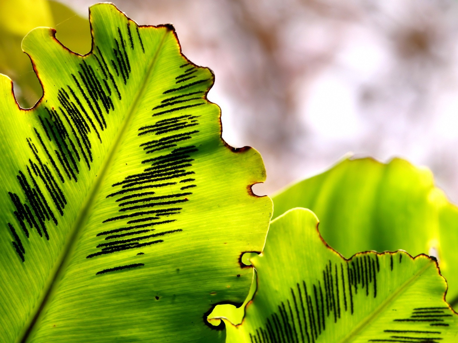 Vista 植物壁紙(四) #6 - 1600x1200